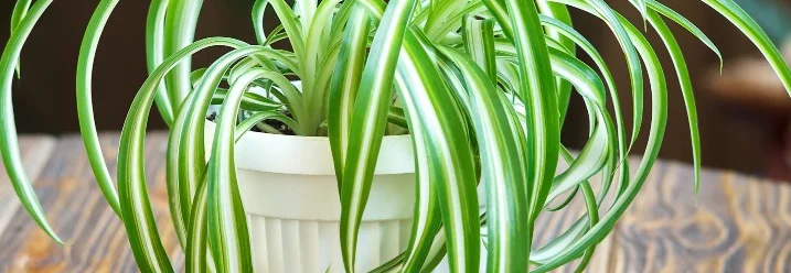 Grünlilie in weißem Topf